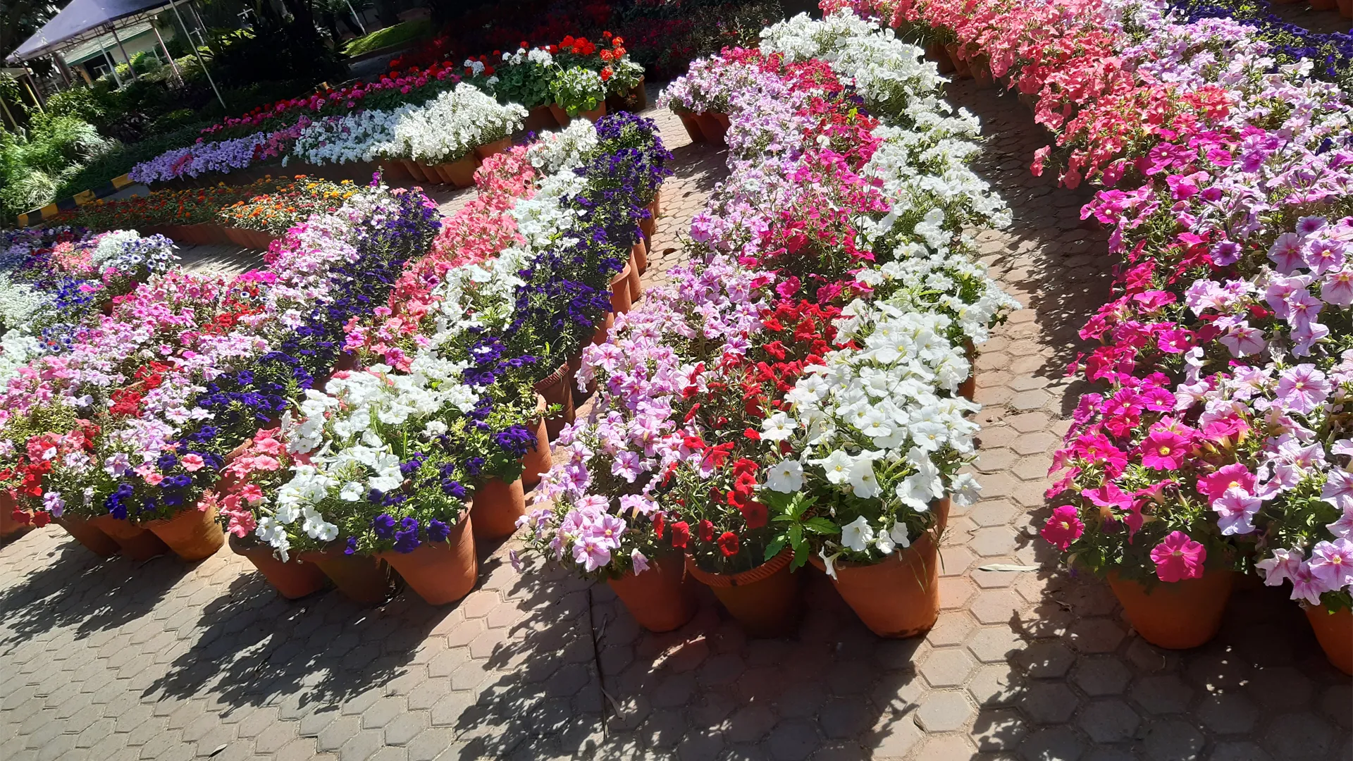 landscaping services in south delhi