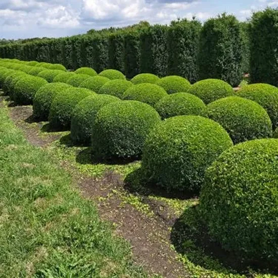 garden design near me